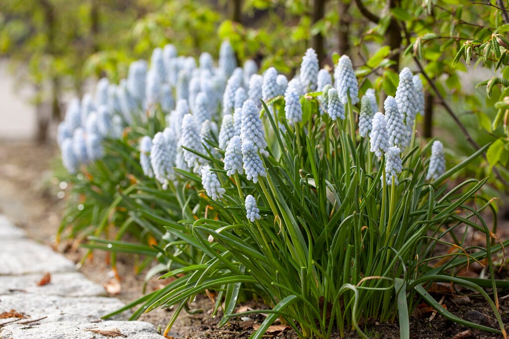 grape hyacinth 'Jenny Robinson'