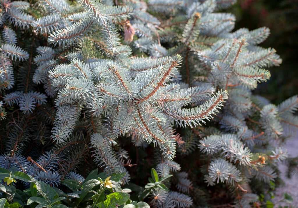 <i>Picea</i> <i>pungens</i> (Glauca Group) 'Glauca Procumbens'
