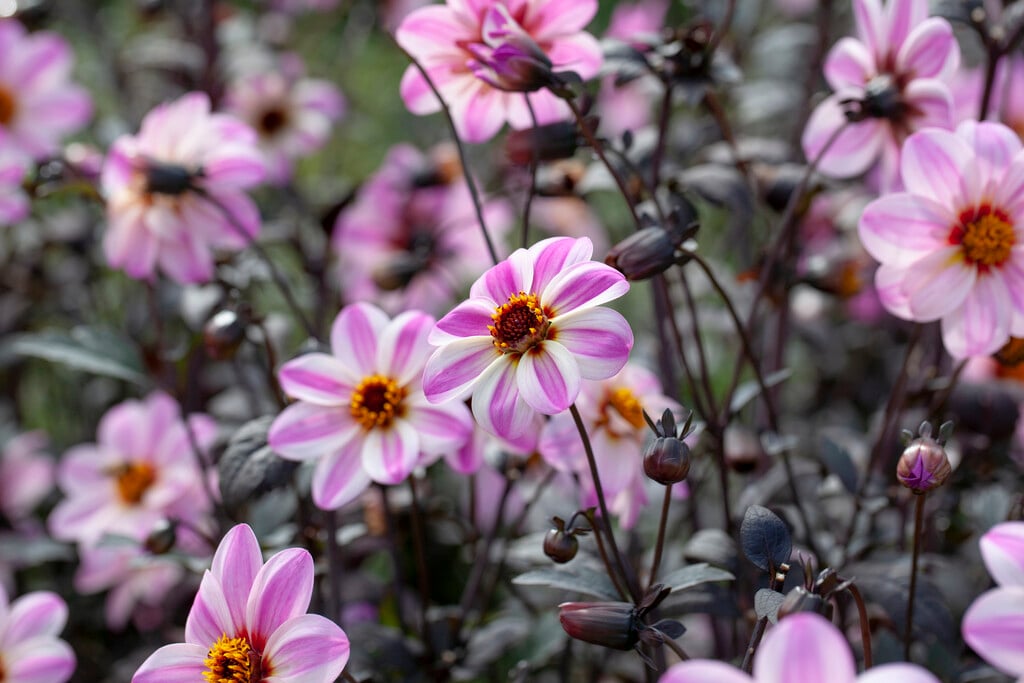 dahlia 'Zone Ten'