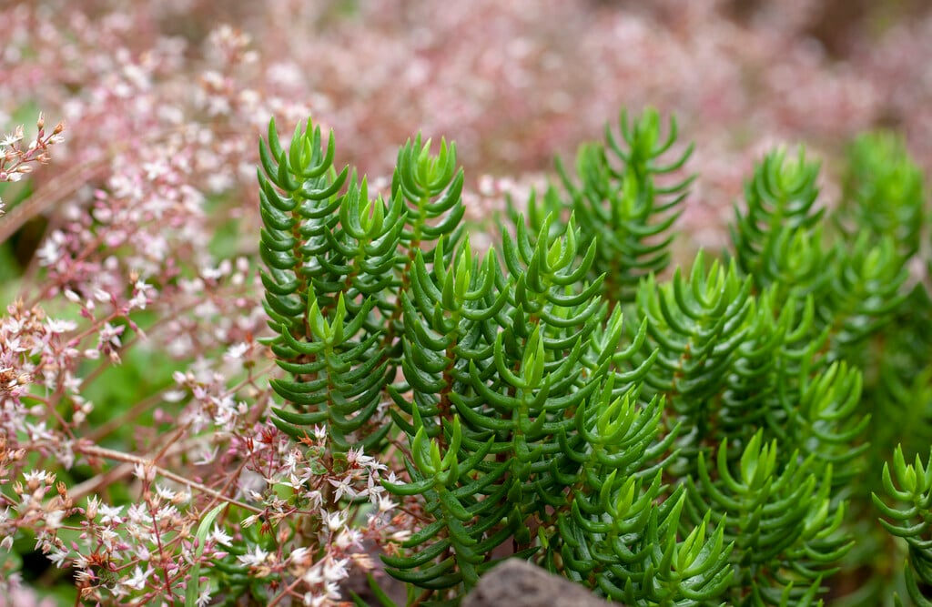 miniature pine tree