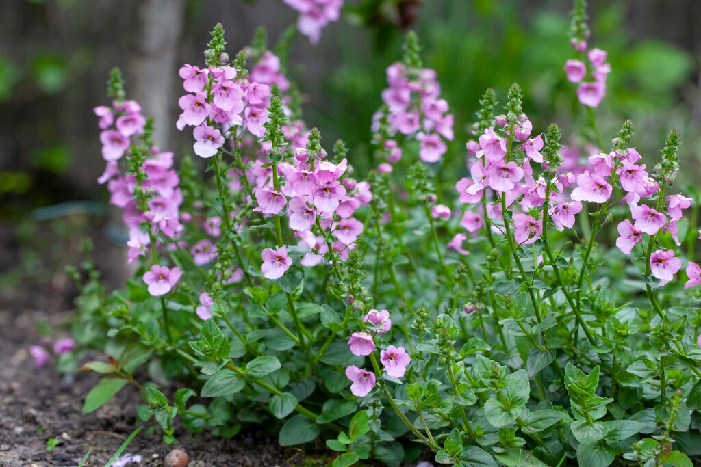 twinspur 'Coldham'