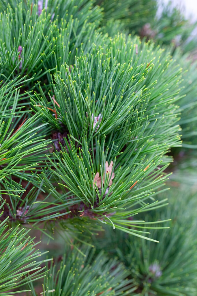 <i>Pinus</i> <i>muricata</i> 'Wakehurst'