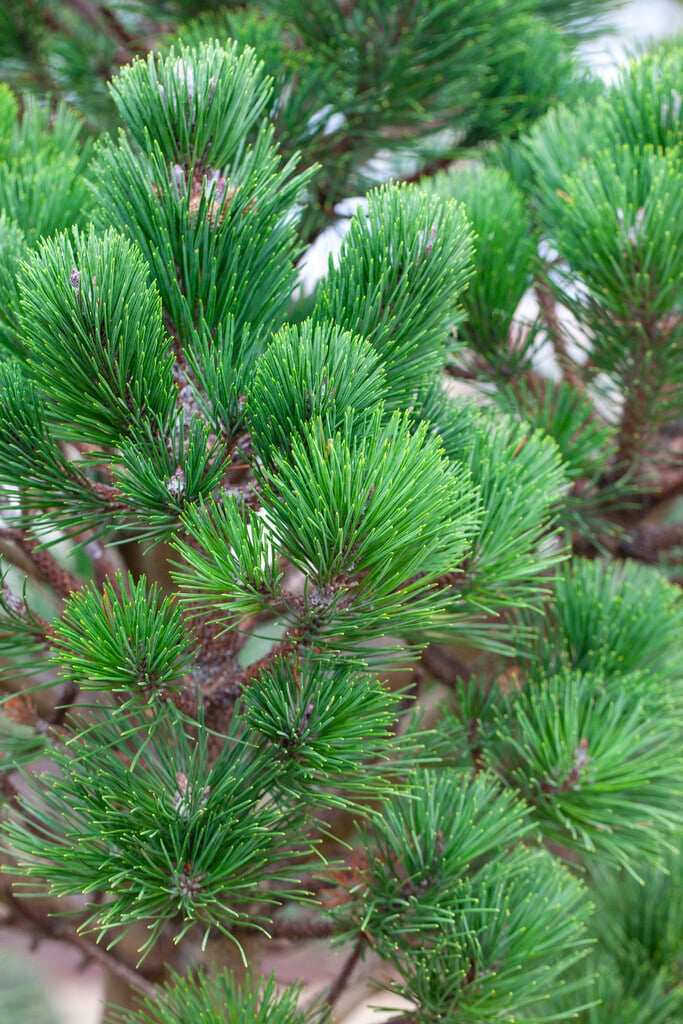 <i>Pinus</i> <i>muricata</i> 'Wakehurst'