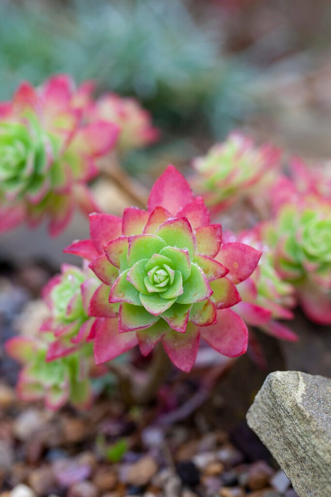 Palmer's stonecrop