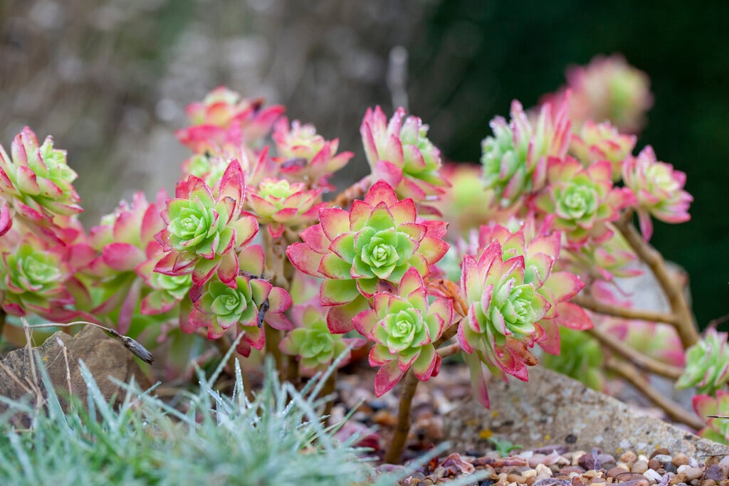 Palmer's stonecrop