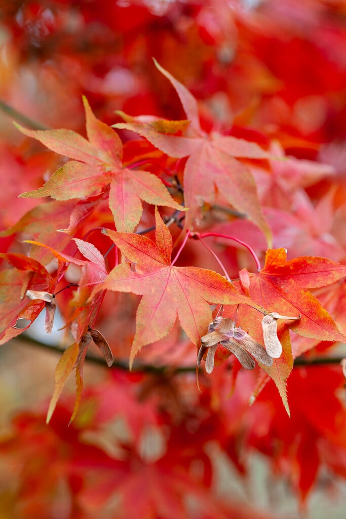 Acer palmatum &Hanaminishiki& (Dw) Japanese maple &Hanaminishiki