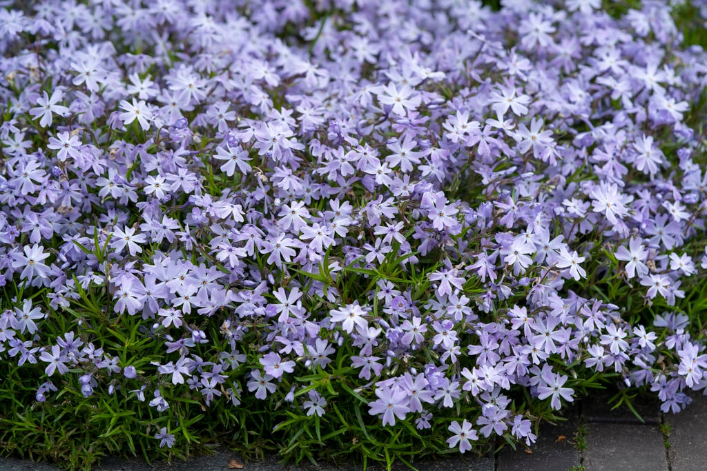 moss phlox 'Emerald Cushion Blue'