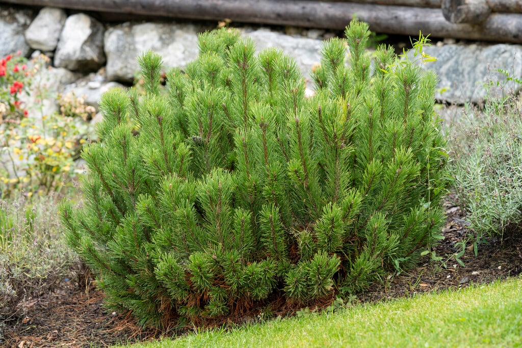 dwarf mountain pine