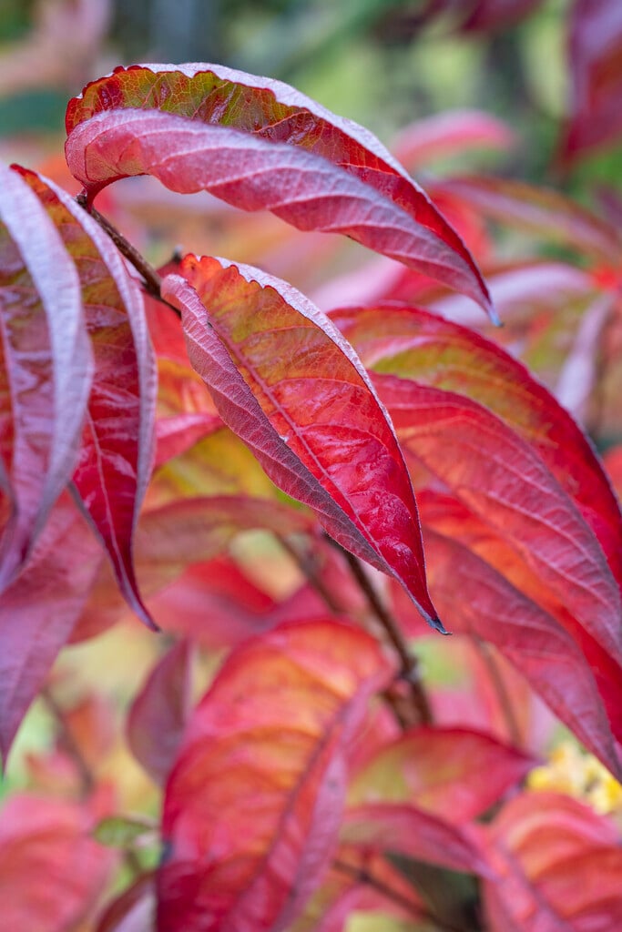 weigela 'Wings of Fire'