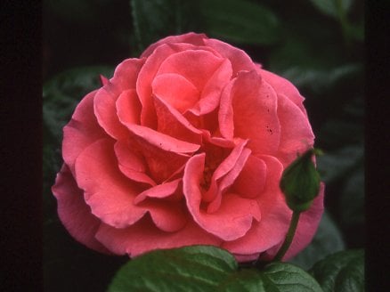 rose 'Barbara Carrera'