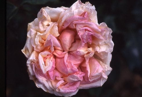 rose 'Baronne Henriette de Snoy'
