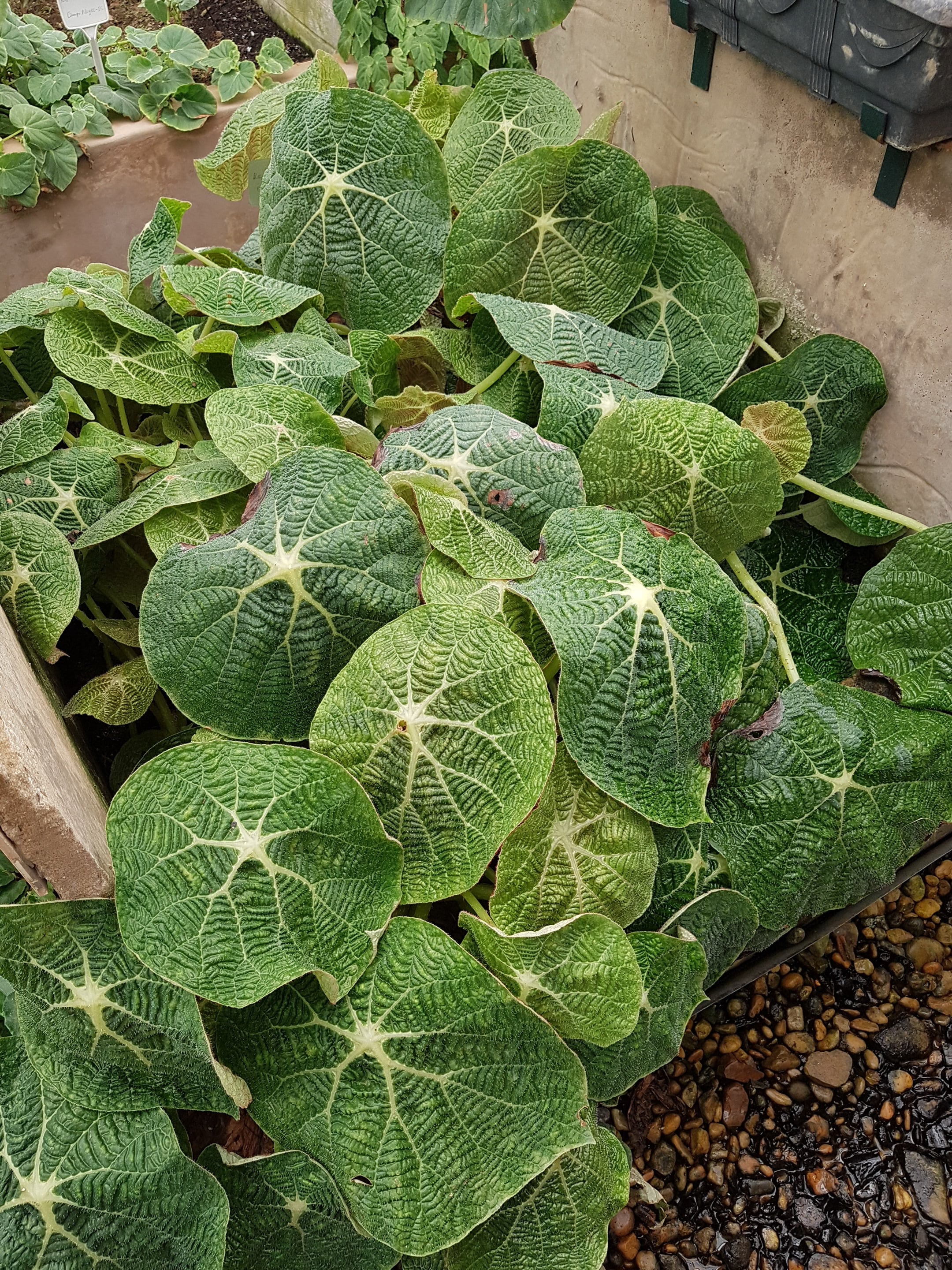 <i>Begonia</i> <i>paulensis</i>