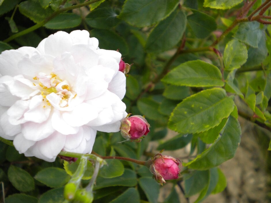 rose 'Belle Vichyssoise'