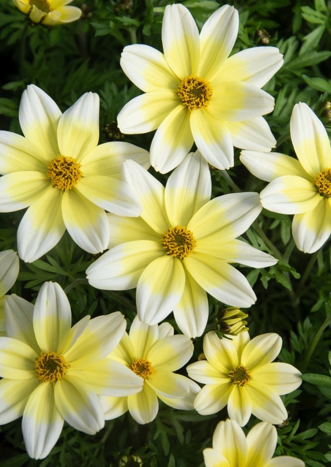 <i>Bidens</i> 'Electric White XXL'