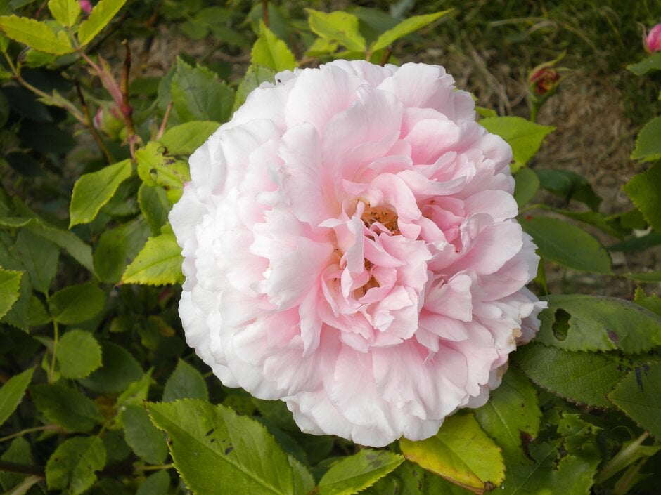 rose 'Blairii Number One'