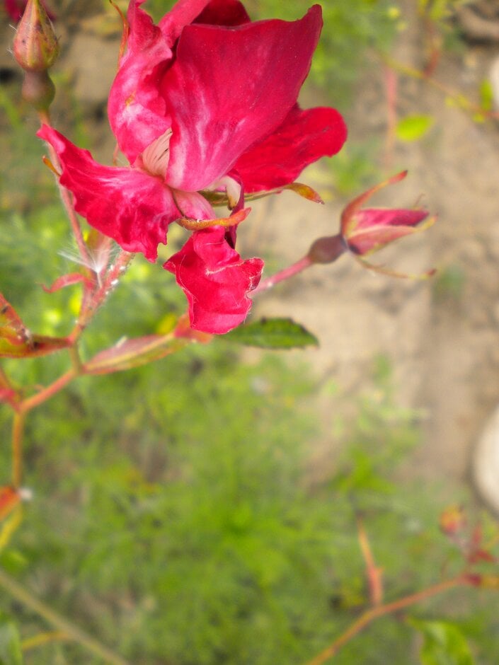 rose 'Bloomfield Courage'