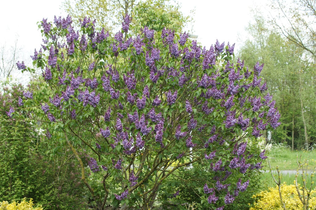 lilac 'Cavour'