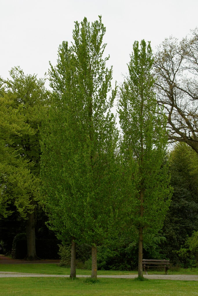 <i>Ulmus</i> 'Columella'