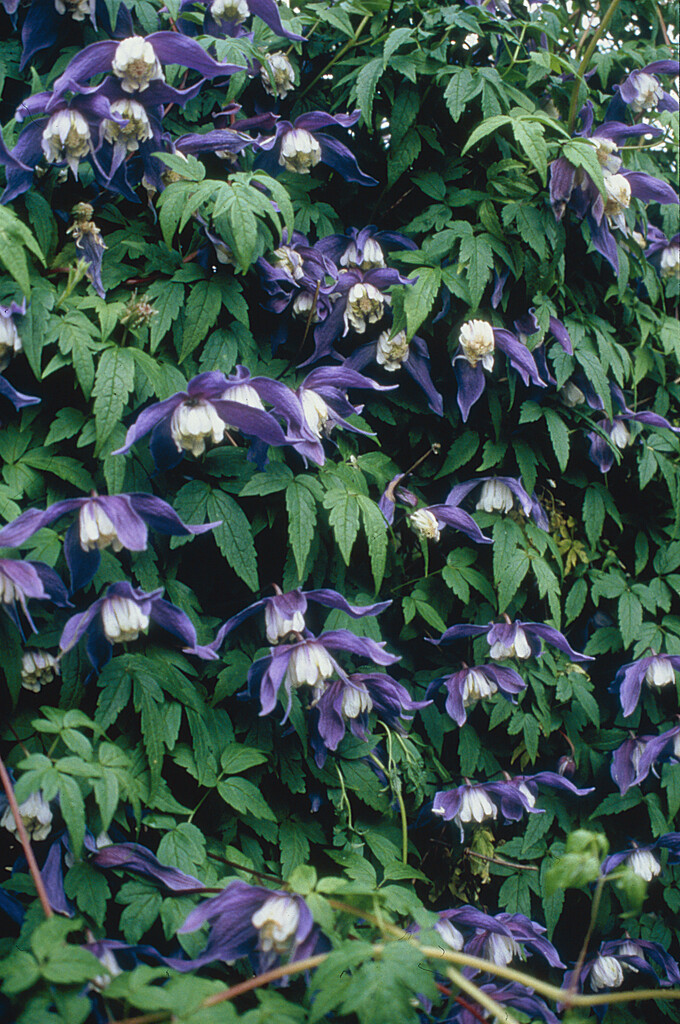 clematis 'Frances Rivis'