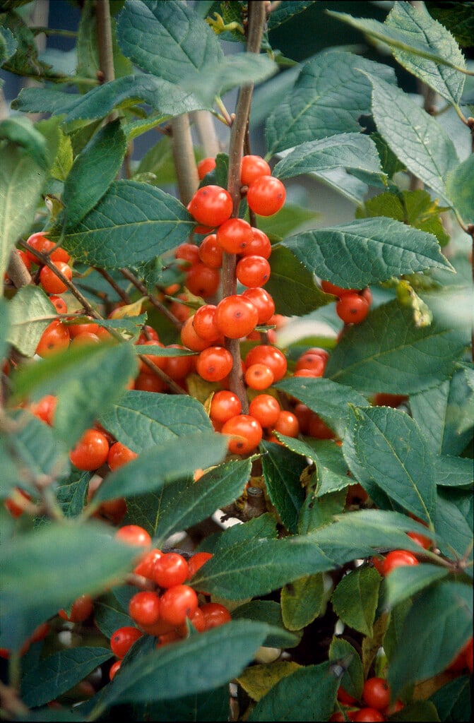 <i>Triosteum</i> <i>pinnatifidum</i>