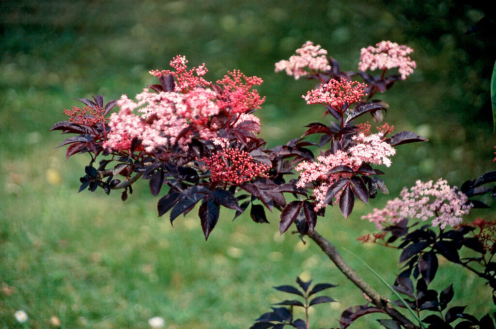 bergthee plant Bergthee, Gaultheria 'Big Berry'  6 stuks