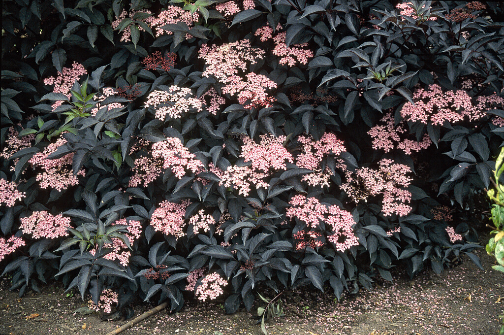elder 'Gerda'