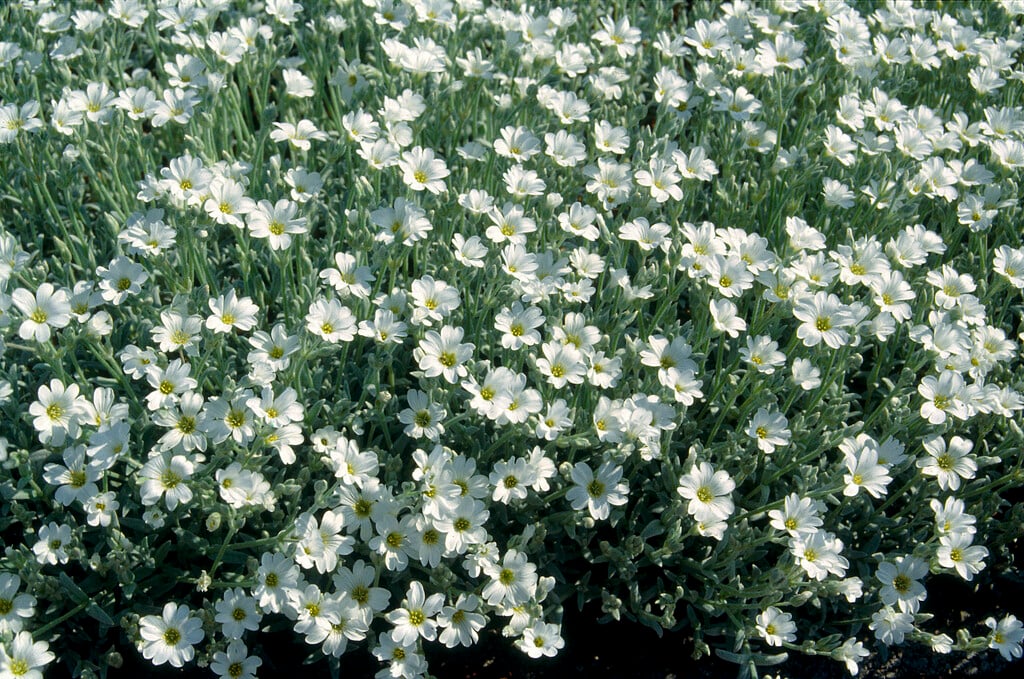 columnar snow-in-summer
