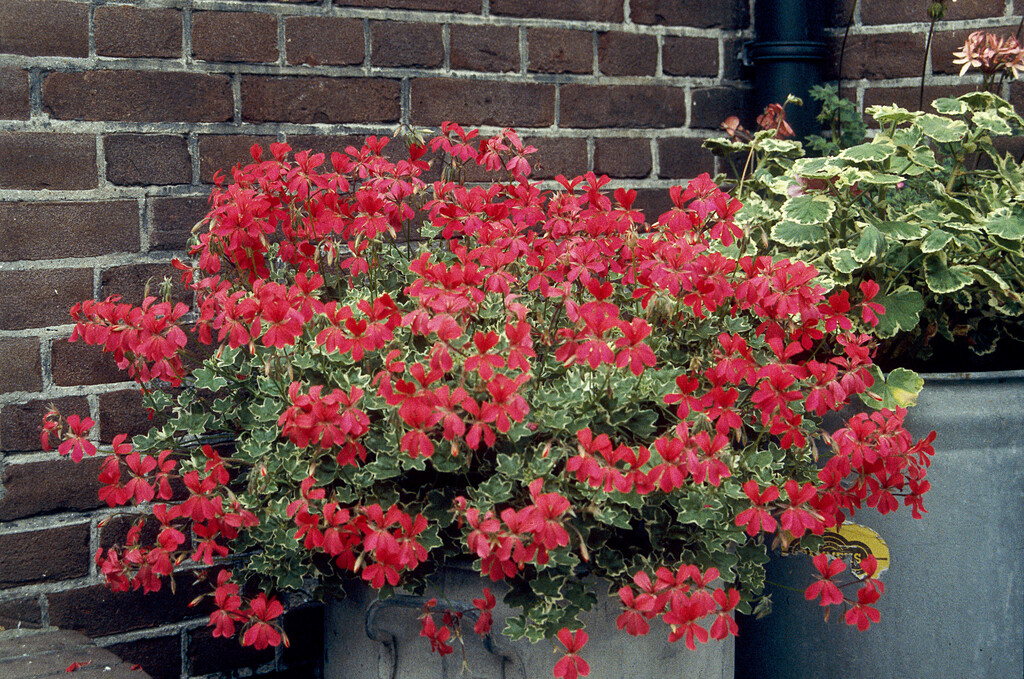 <i>Pelargonium</i> [<span style="font-variant: small-caps;">Rose Evka</span>] ('Penevro') (I/Dw/v)