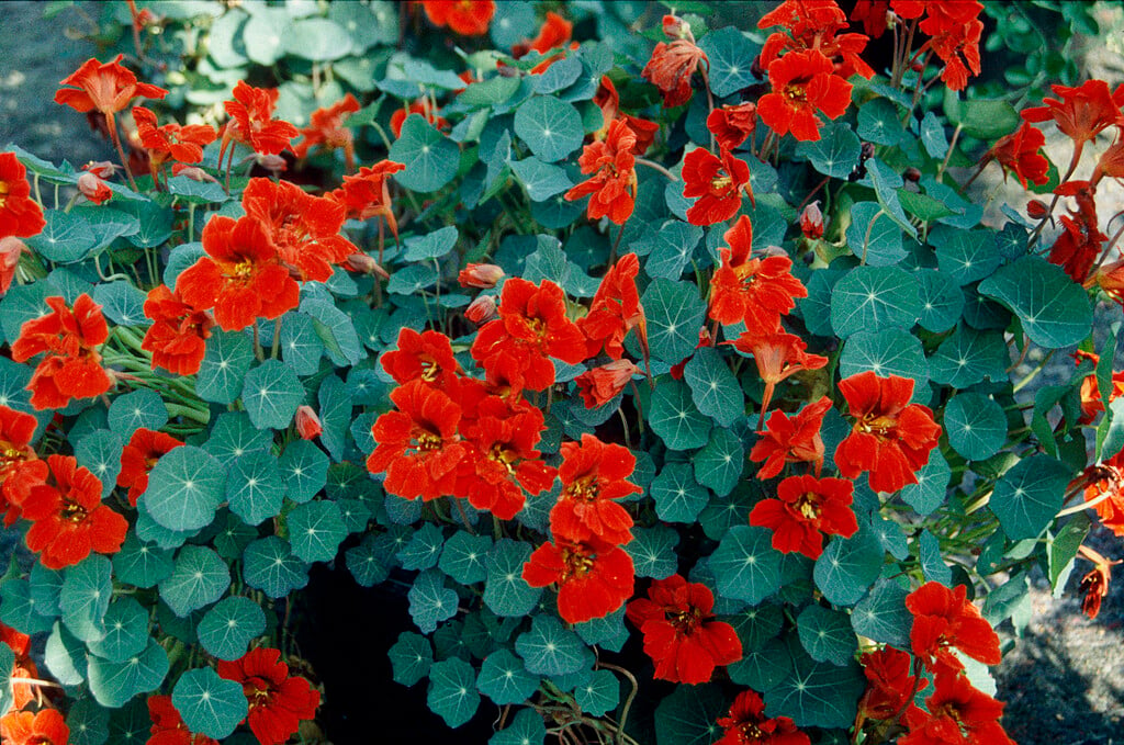 <i>Tropaeolum</i> <i>majus</i> 'Red Wonder'