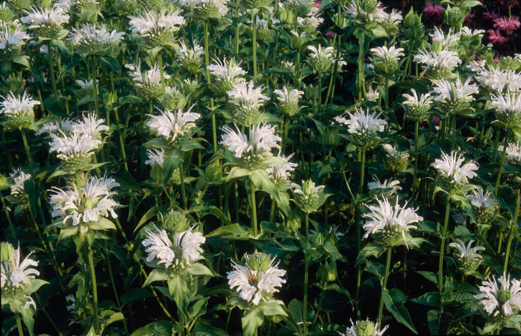 <i>Monarda</i> 'Snow Queen'