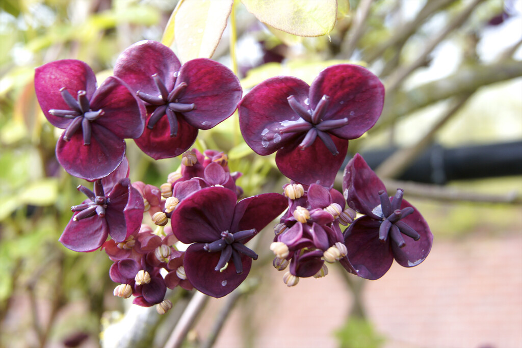 chocolate vine