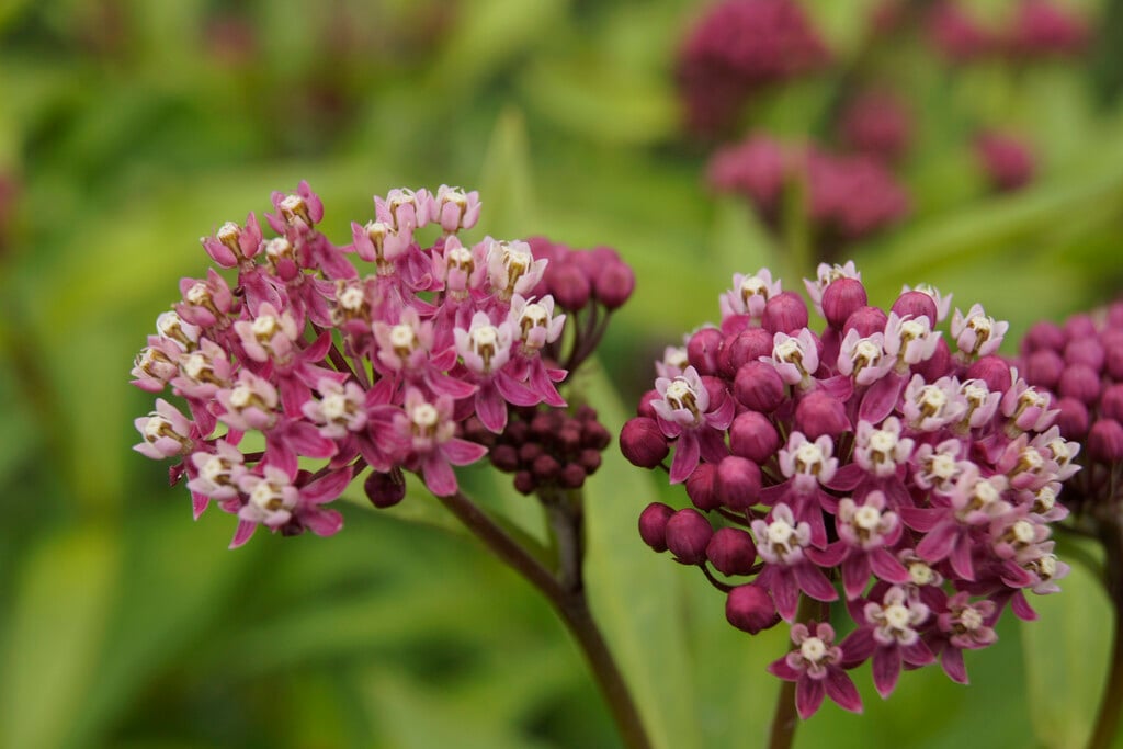 <i>Asclepias</i> 'Cinderella'