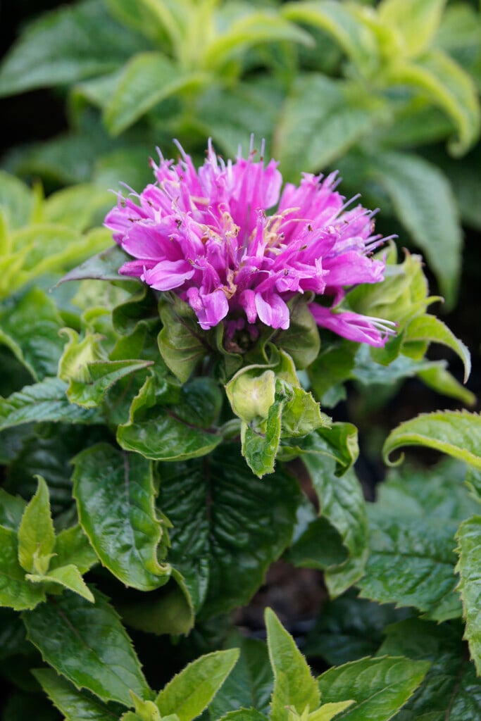 <i>Monarda</i> [<span style="font-variant: small-caps;">Petite Delight</span>] ('Acpetdel')