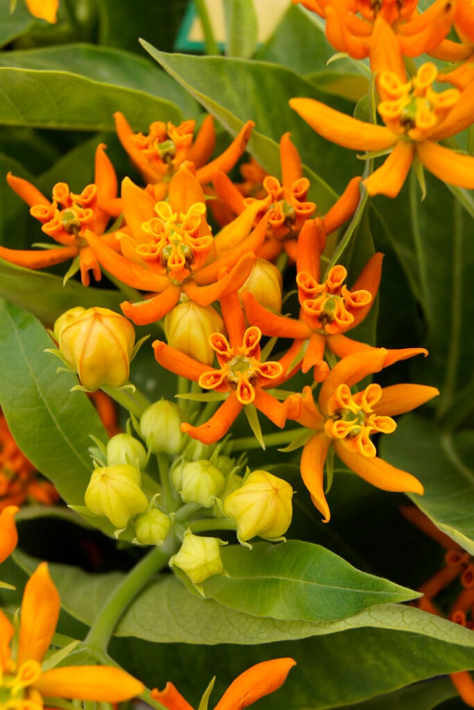 <i>Asclepias</i> 'Beatrix'