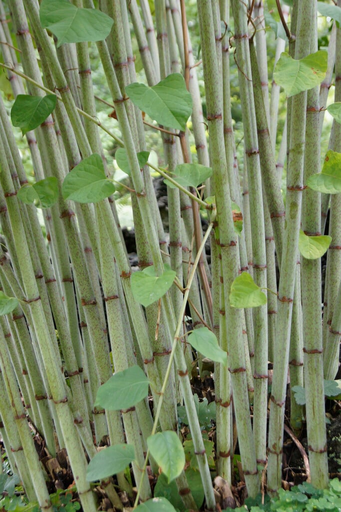 giant knotweed