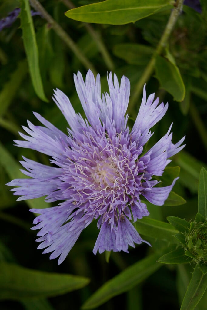 Stokes' aster 'Color Wheel'