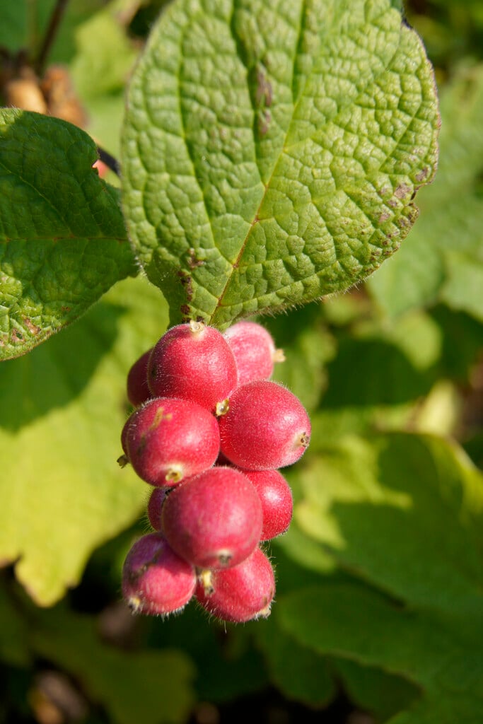 <i>Triosteum</i> <i>pinnatifidum</i>