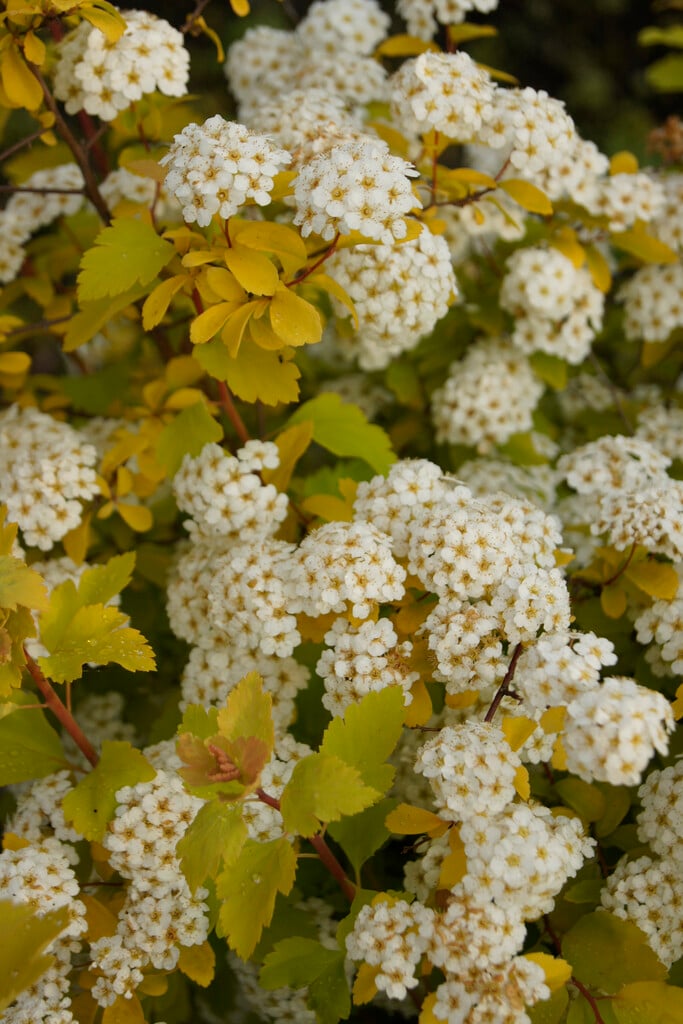 Van Houtte's spiraea 'Gold Fountain'