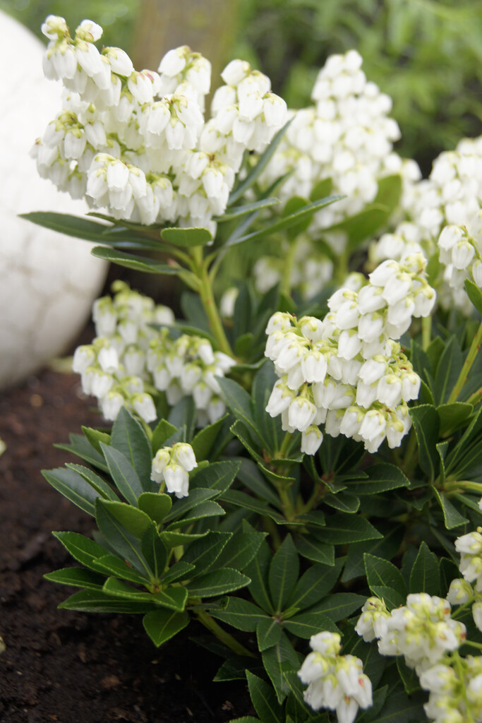 pieris 'Prelude'
