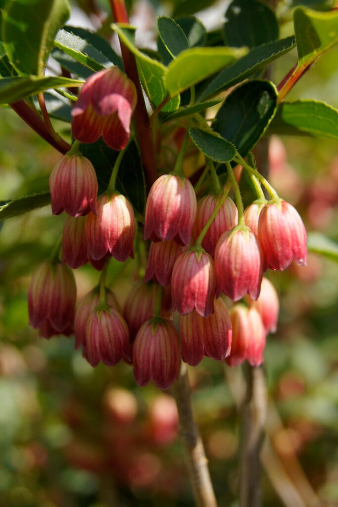 <i>Enkianthus</i> <i>campanulatus</i> 'Pagoda'