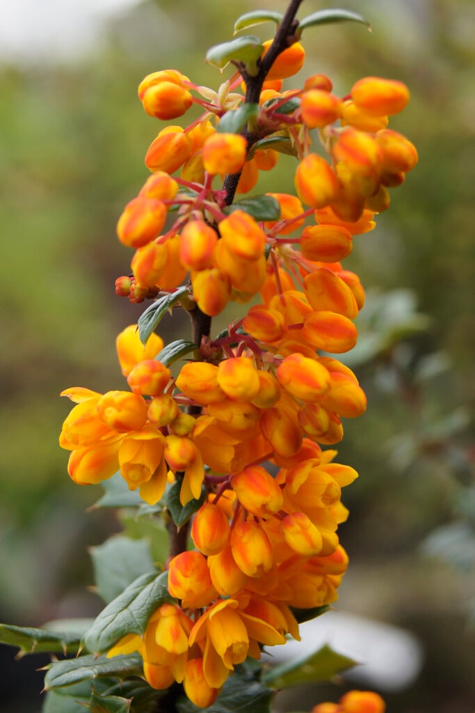 barberry 'Mystery Fire'