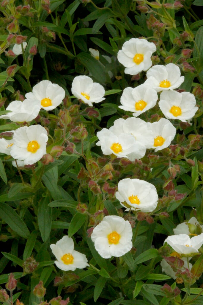 <i>Cistus</i> × <i>oblongifolius</i>