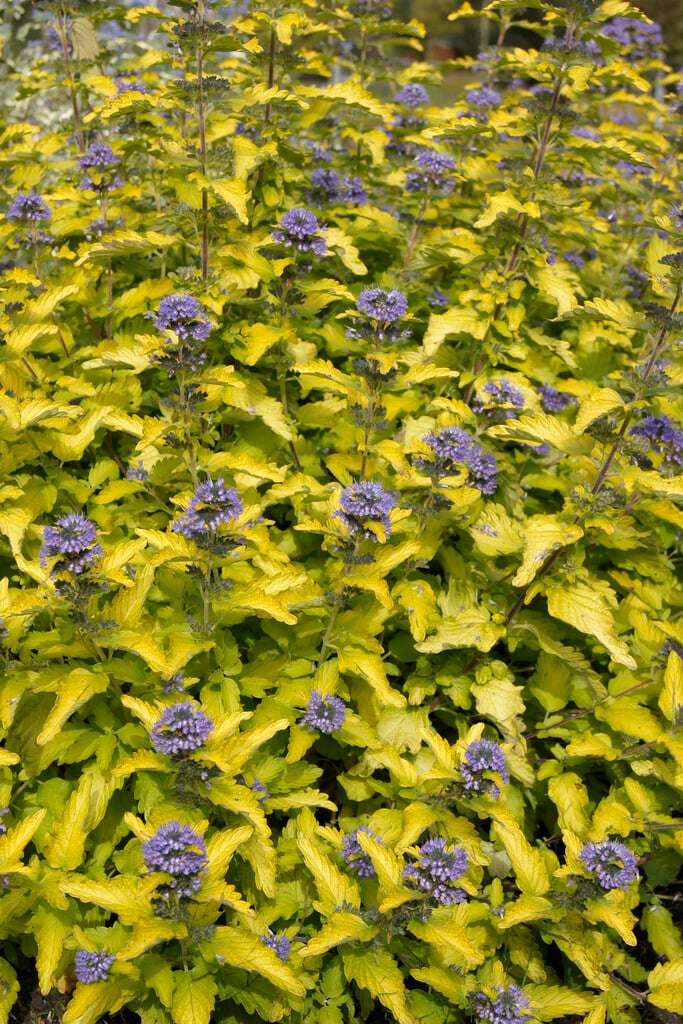 bluebeard [Hint of Gold]