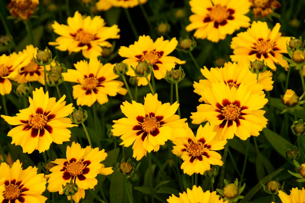 lance-leaved tickseed 'Walter'