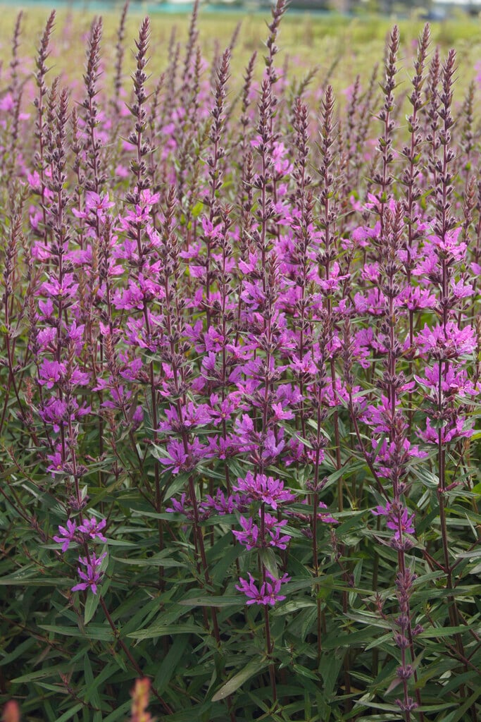 <em>Lythrum</em> <em>salicaria</em> 'Lady Sackville'