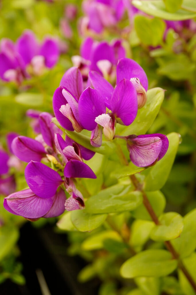 <i>Polygala</i> <i>myrtifolia</i> [<span style="font-variant: small-caps;">Bibi Pink</span>] ('Polylap')