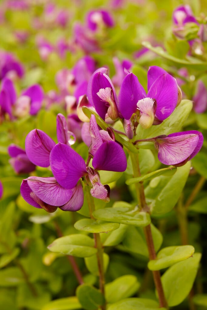 <i>Polygala</i> <i>myrtifolia</i> [<span style="font-variant: small-caps;">Bibi Pink</span>] ('Polylap')