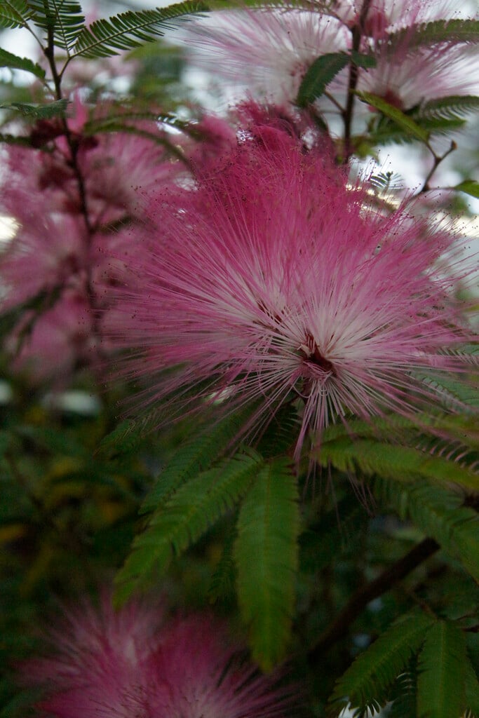 <i>Calliandra</i> 'Dixie Pink'