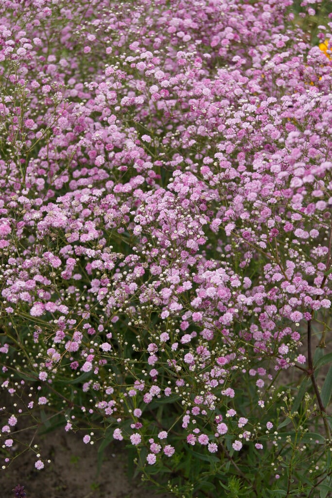 <i>Gypsophila</i> 'Festival Pink Lady' (Festival Series)