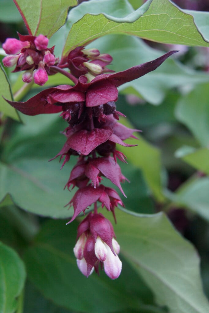 Himalayan honeysuckle 'Purple Rain'
